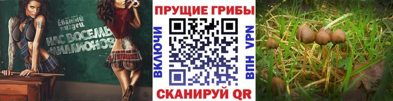 Галлюциногенные грибы мицелий  Купить закладки  Чулым 